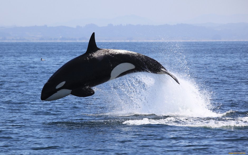 Orcinus Orca коса́тка Orca Killer Whale