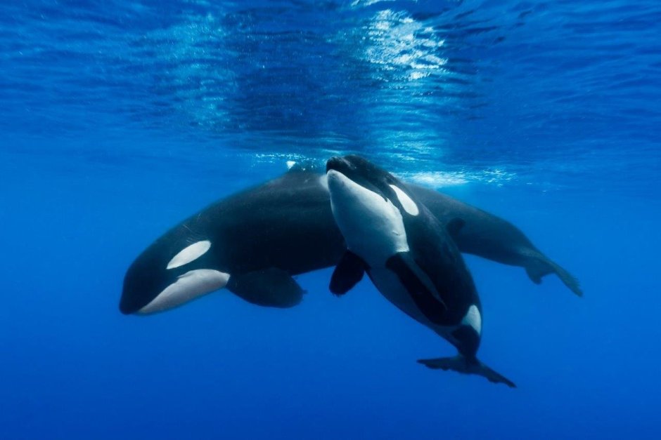 Orca Касатка