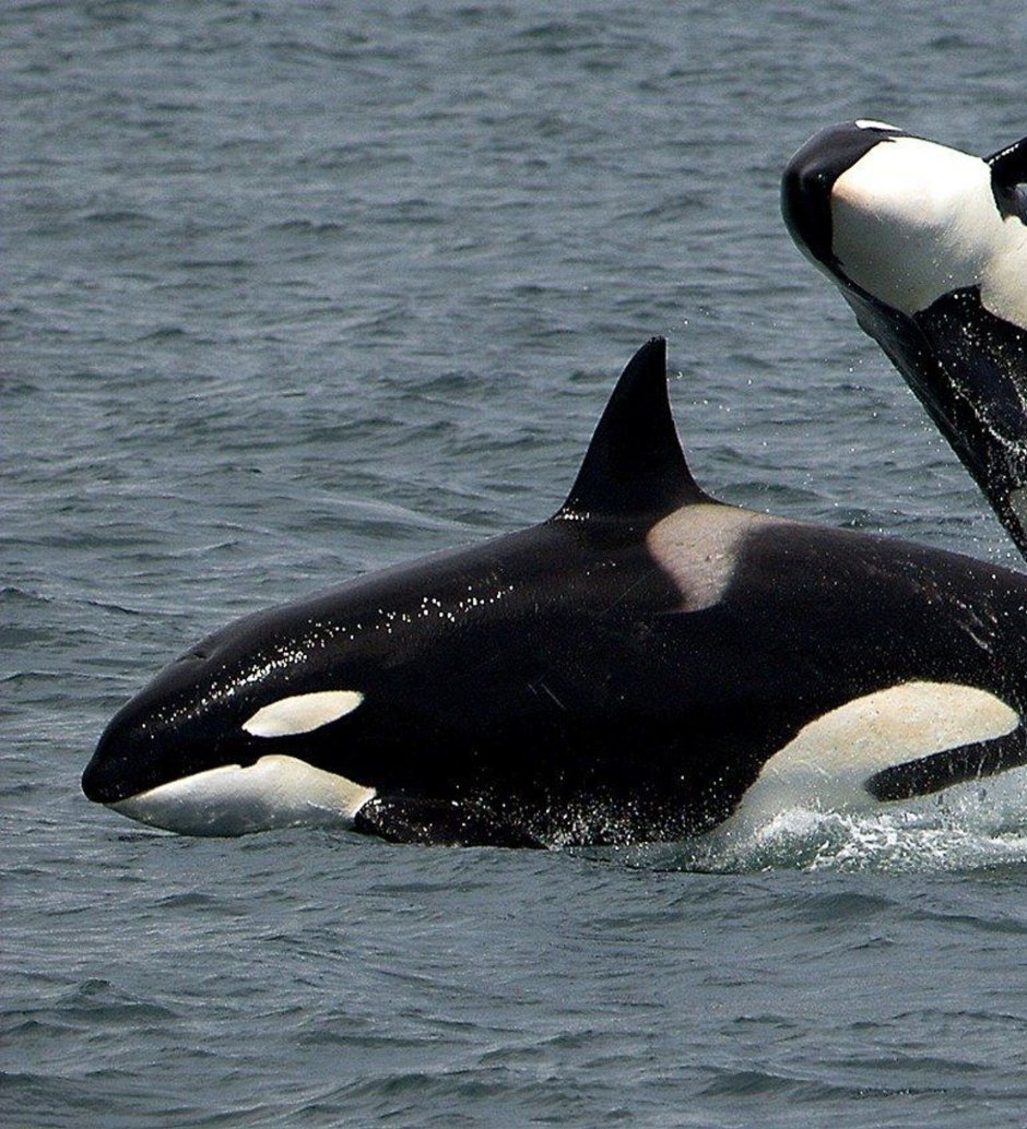 Косатка Orcinus Orca Linnaeus
