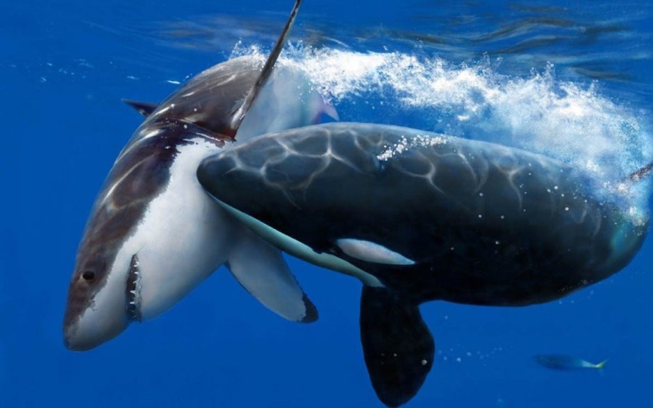 False Killer Whale