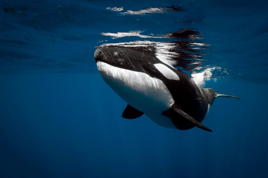 The Queen Killer Whale