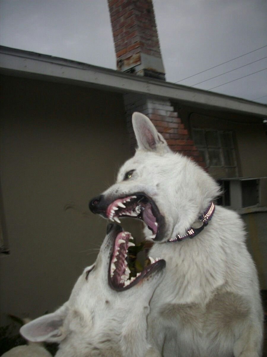 Собака овчарка немецкая злая