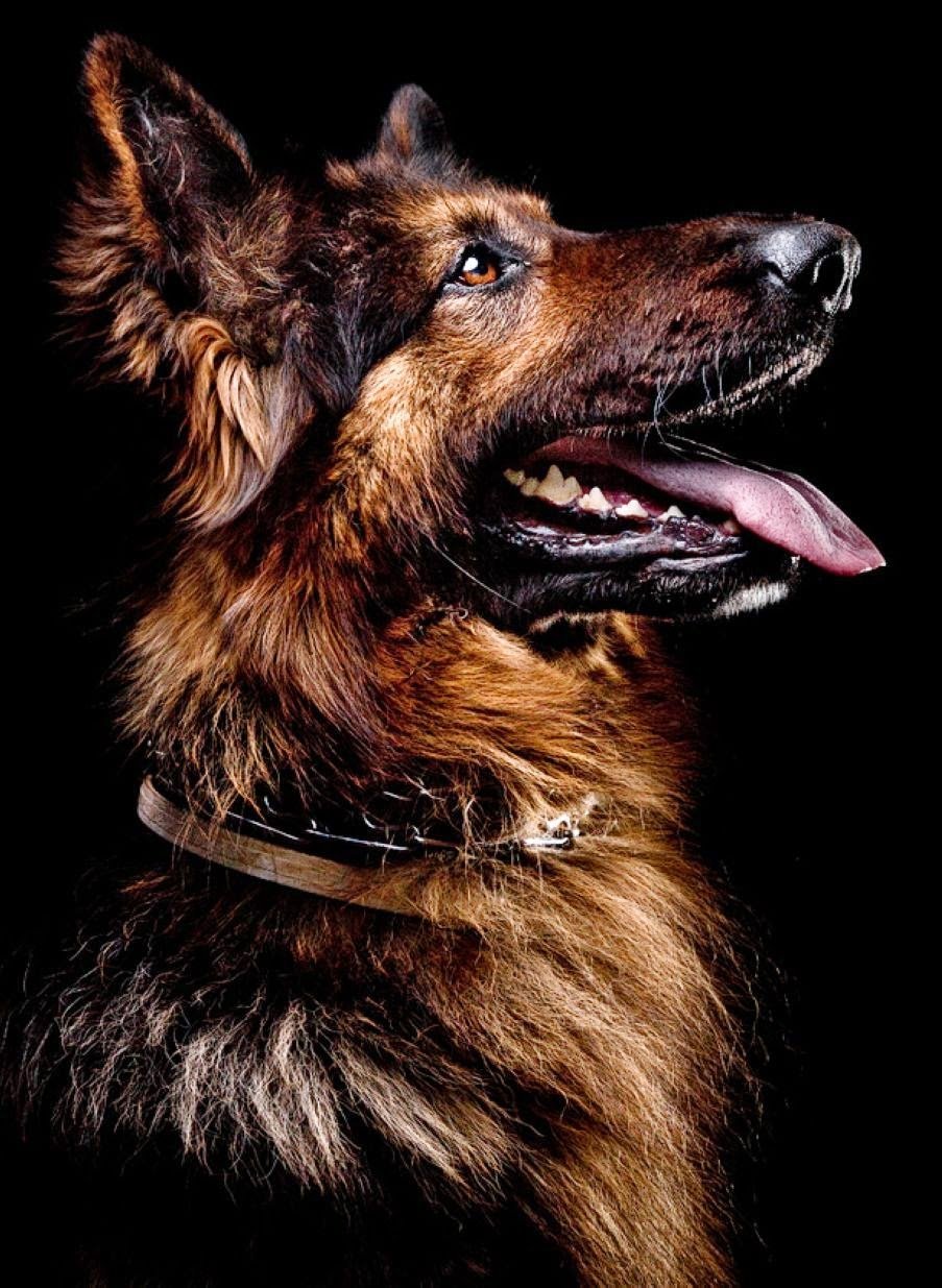 Немецкая овчарка Эстетика