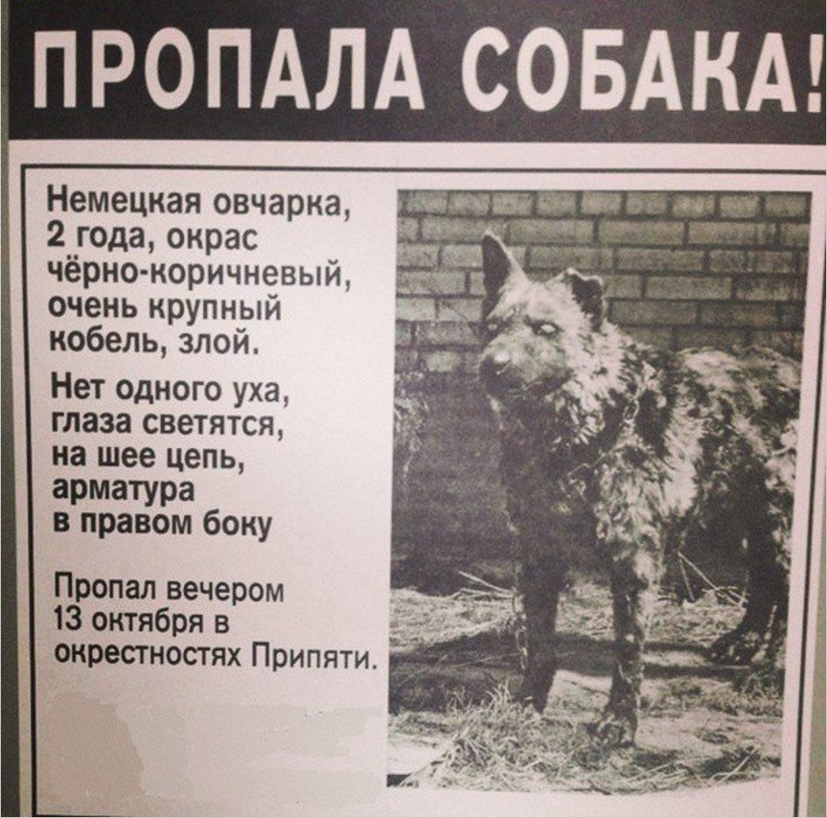 Немецкая овчарка черная злая