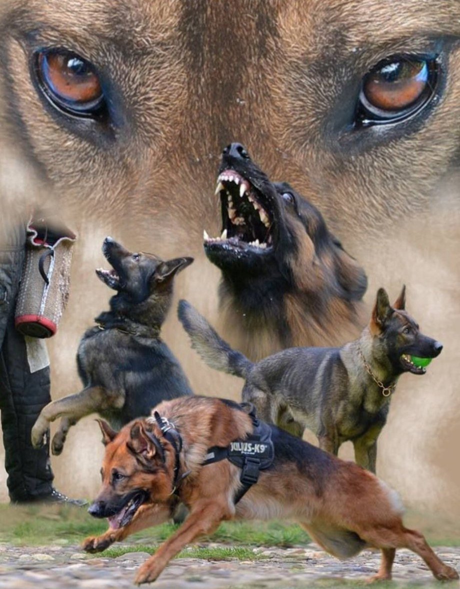 Лай немецкой овчарки