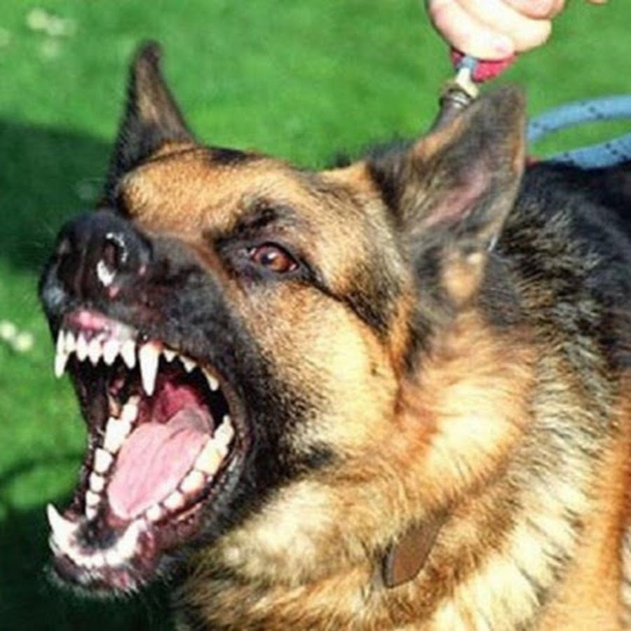 Овчарка оскал