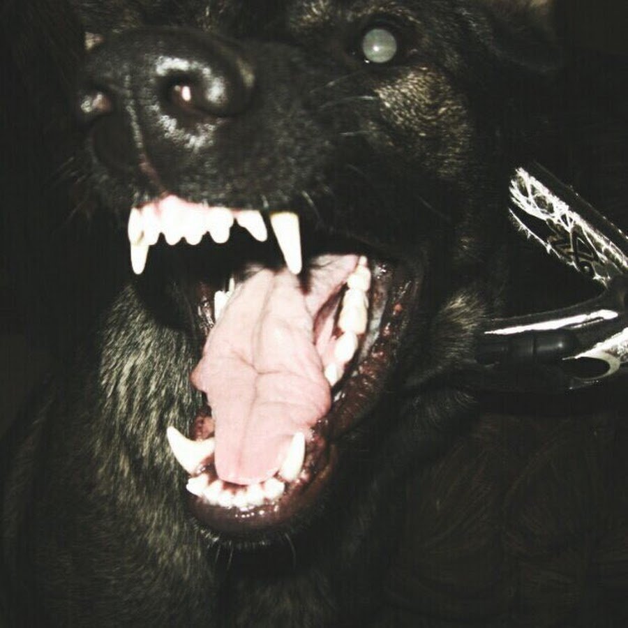 Собака ржет