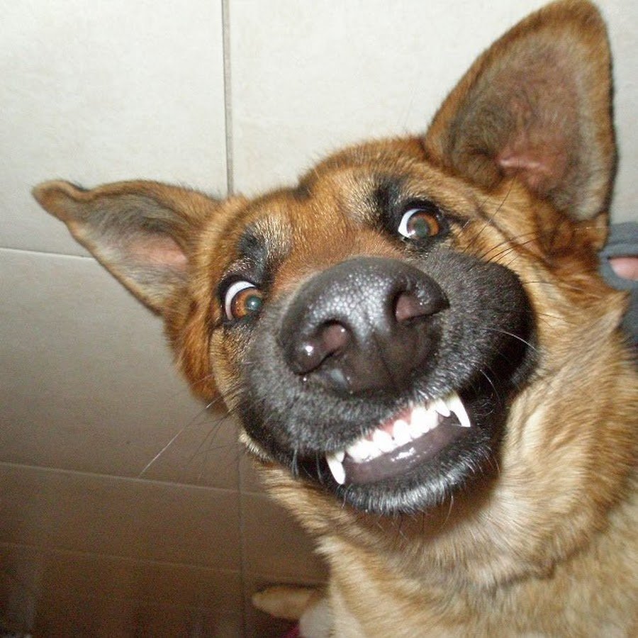 Пасть овчарки