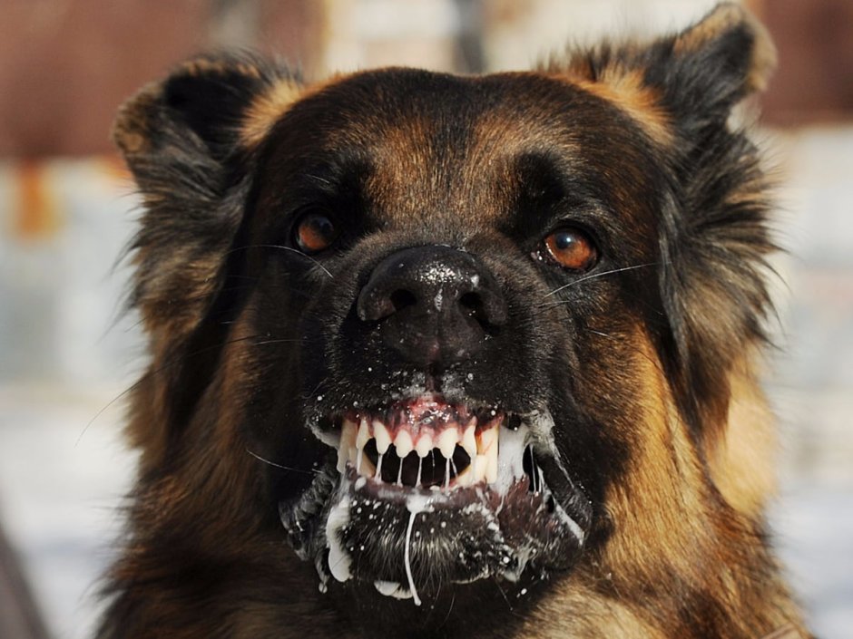 Оскал собаки