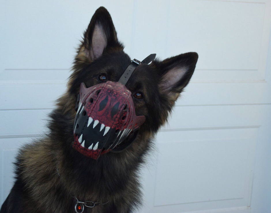 Самая большая Кавказская овчарка в мире