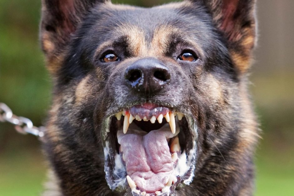 Собака овчарка немецкая злая