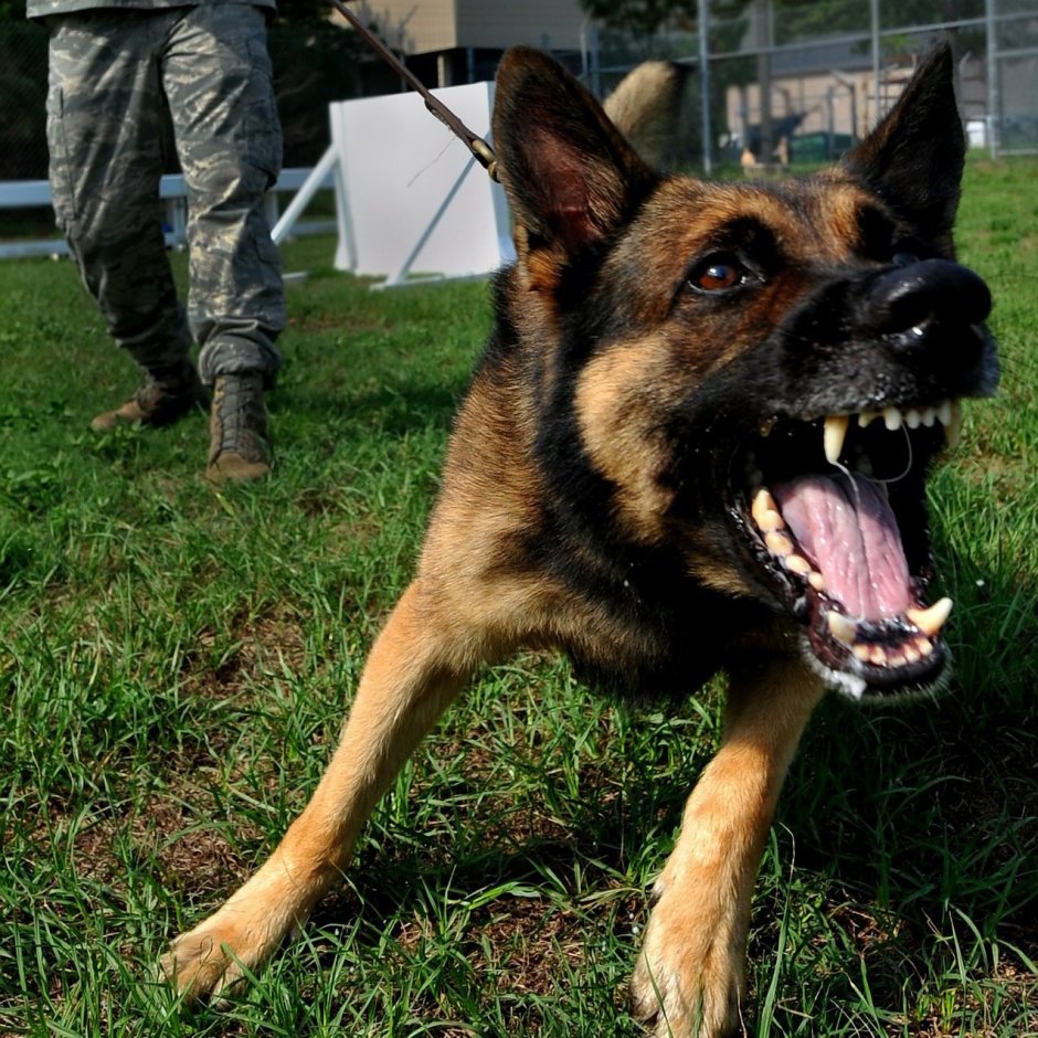 Овчарка улыбается