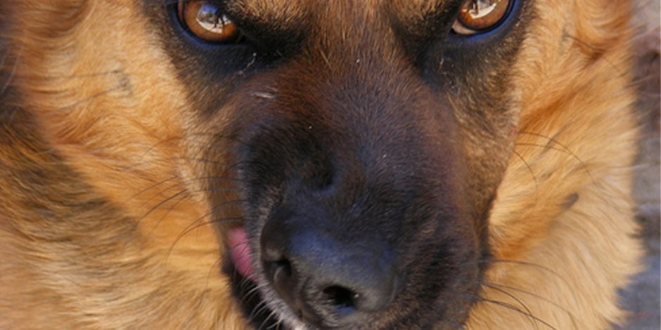 Бельгийская овчарка малинуа зубы