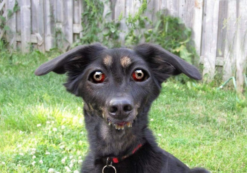 Немецкая овчарка спит с хозяином