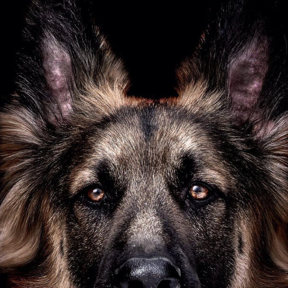 Собака овчарка немецкая злая