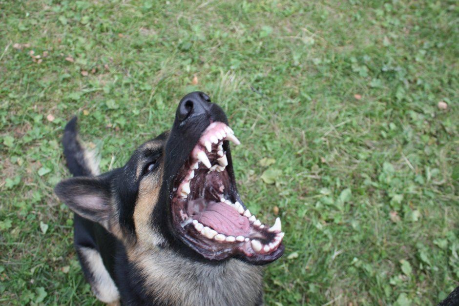 Немецкая овчарка которых заводят