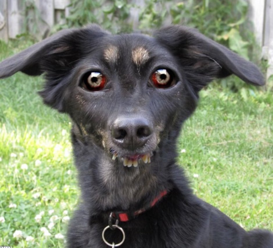 Питбуль оскал