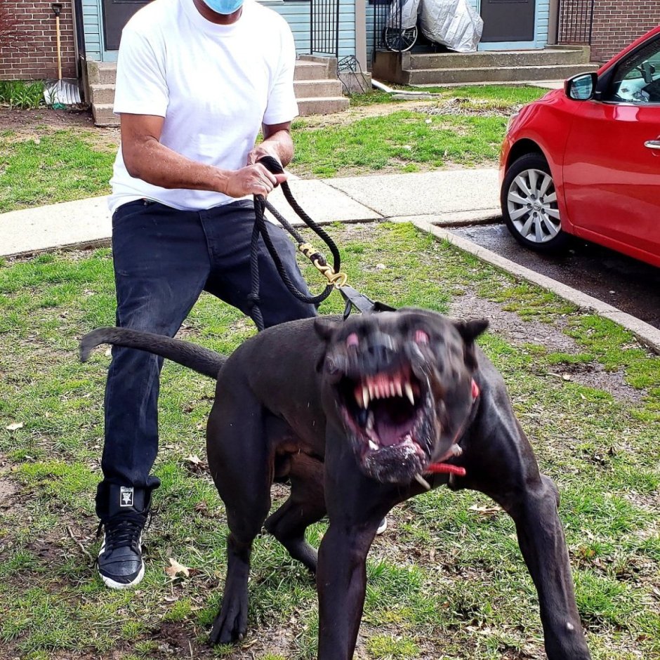 Собака с наградами