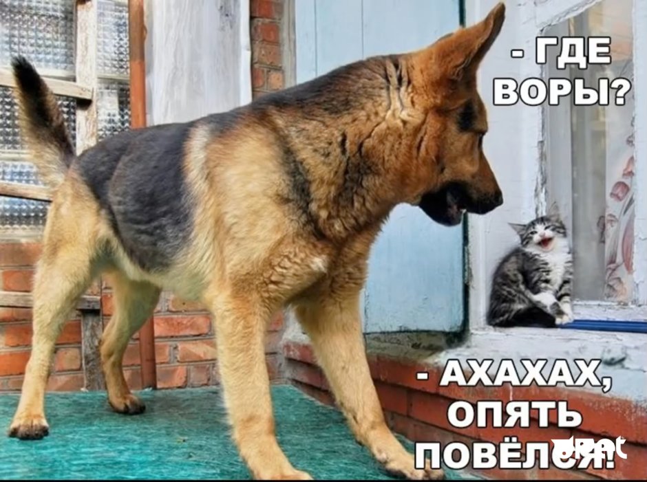 Немецкая овчарка атака