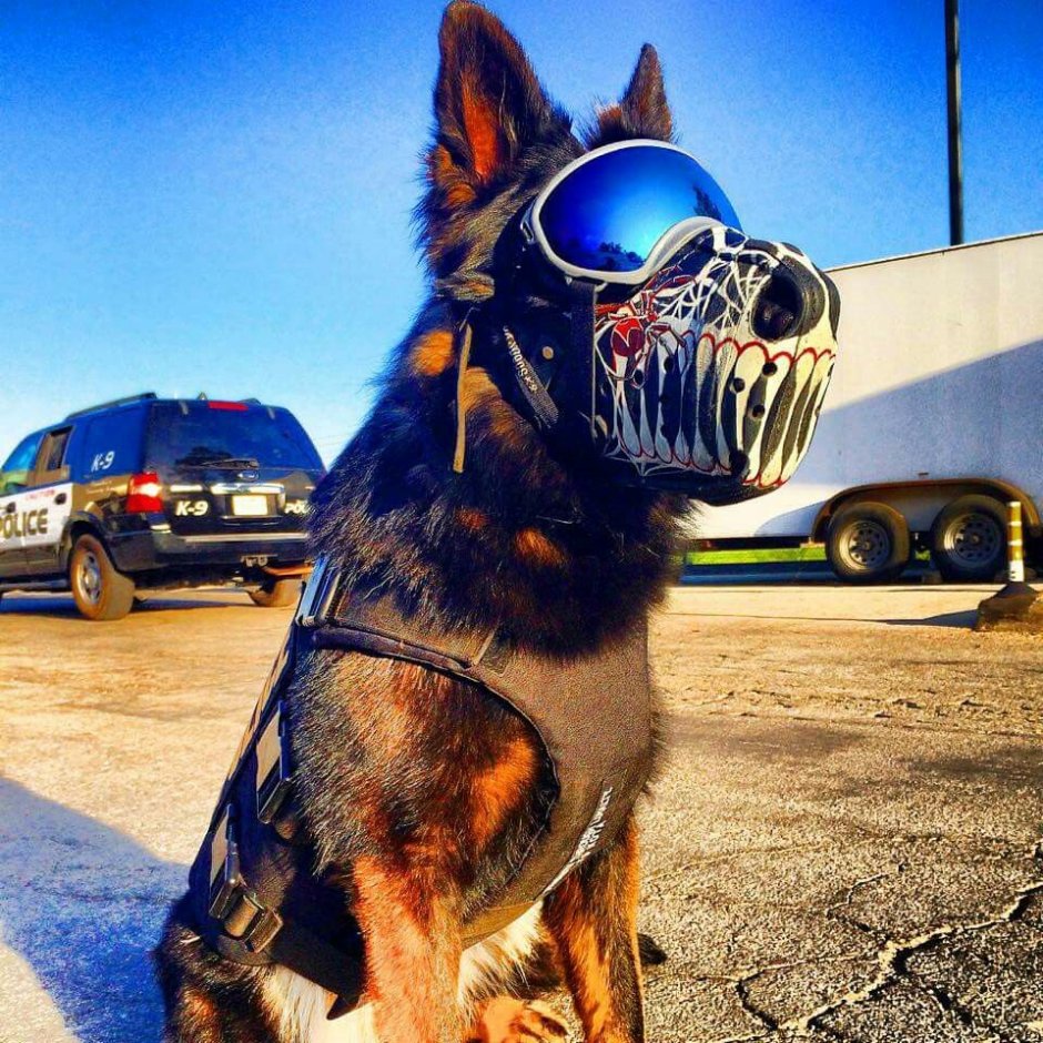 Страшные собачьи клыки