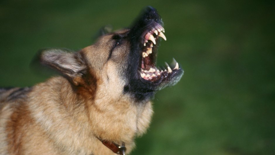 Немецкая овчарка злая