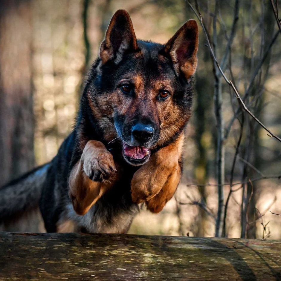 Босерон скалит зубы