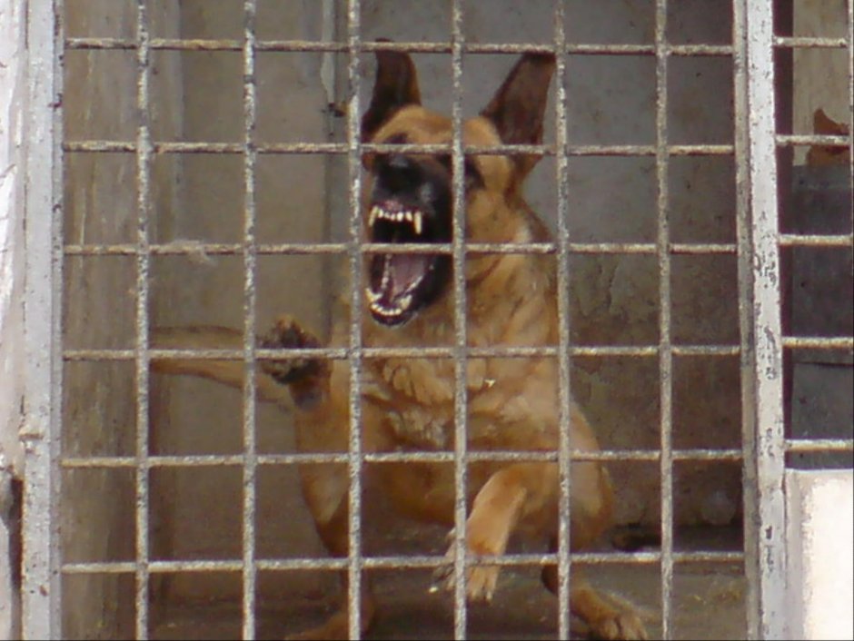 Голландская овчарка Квазимодо псина