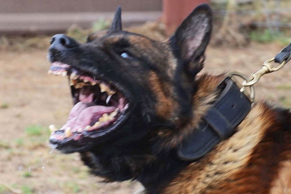 Собака овчарка немецкая злая