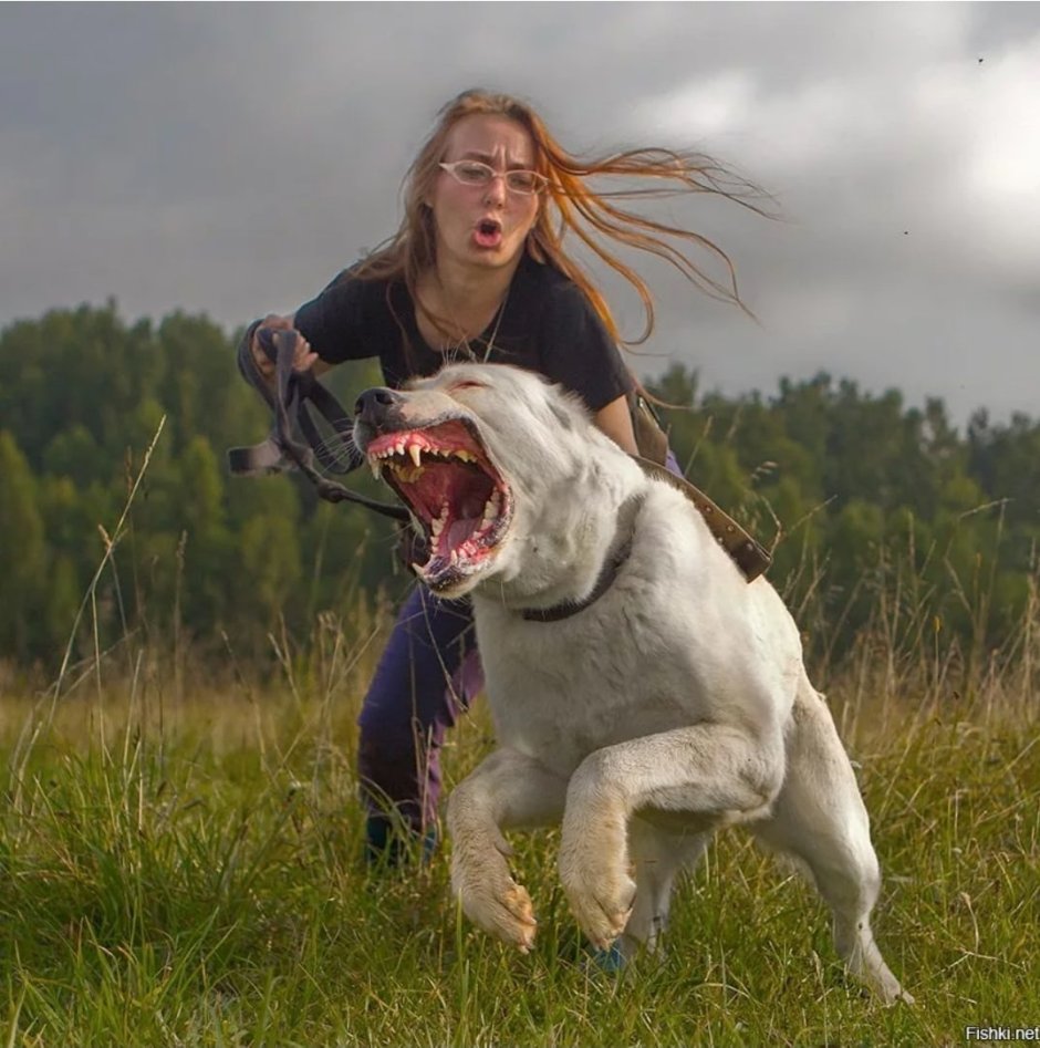 Собака овчарка немецкая злая