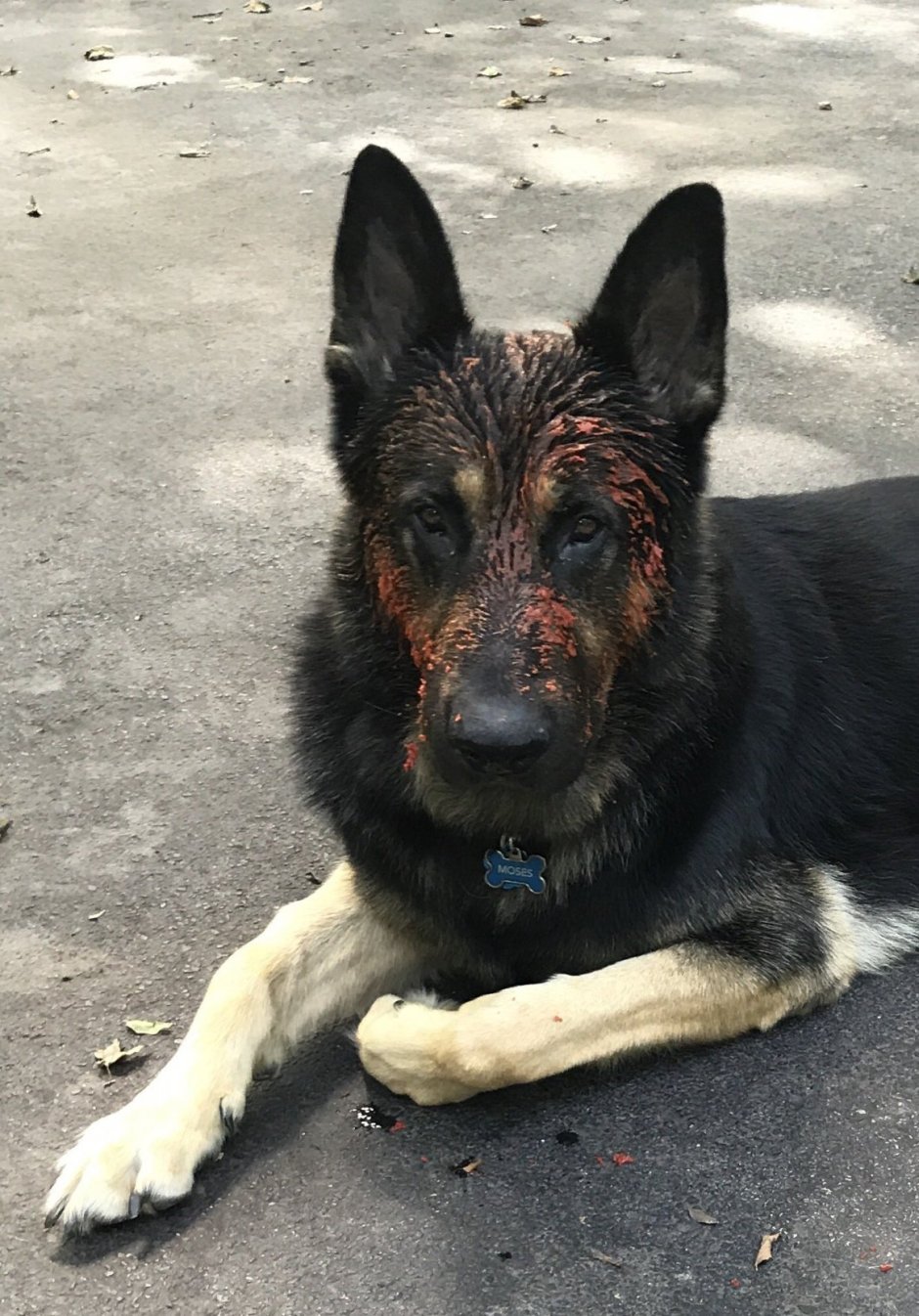 Овчарка охрана