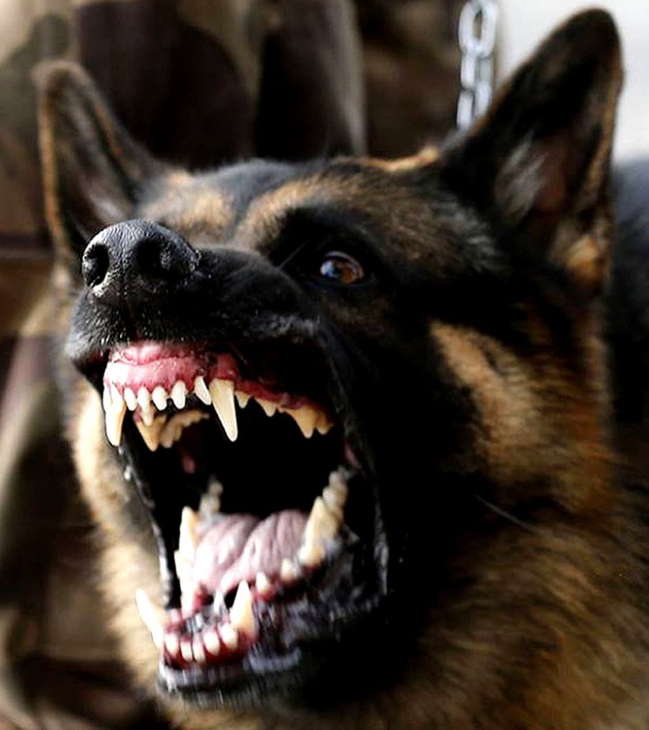 Собака из Чернобыля зона отчуждения