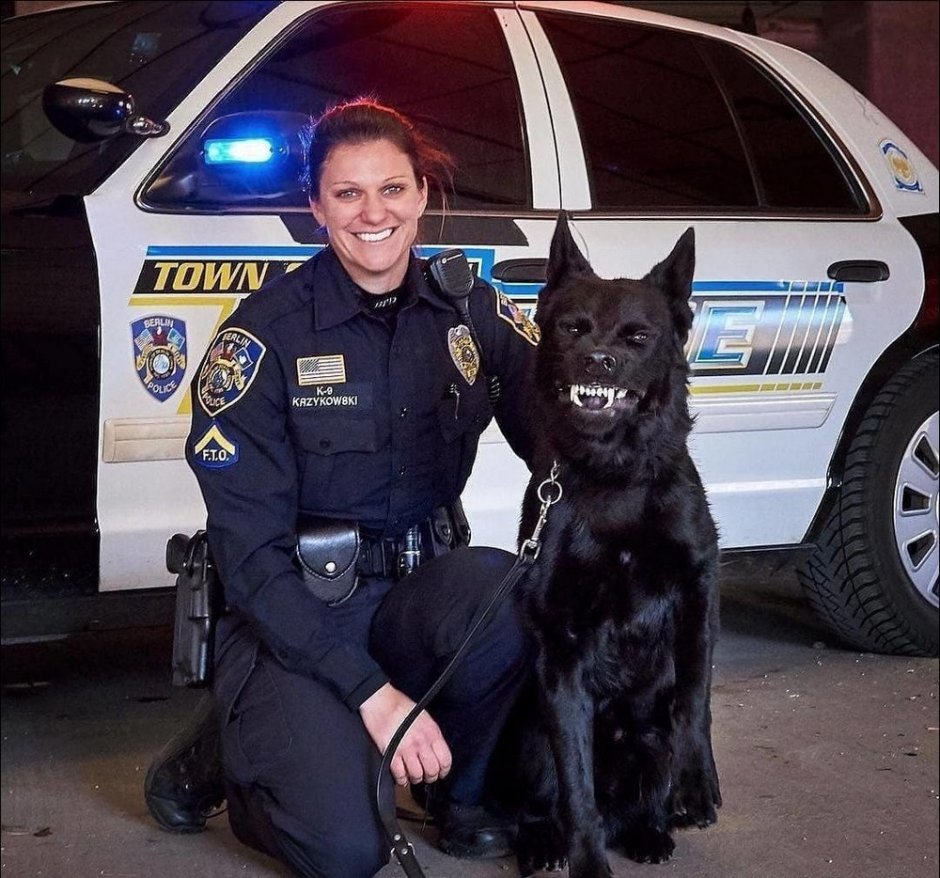 Немецкая овчарка улыбается