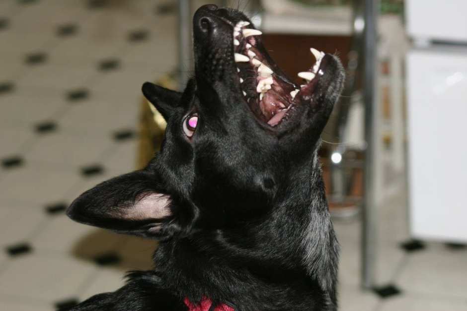 Квазимодо порода собаки