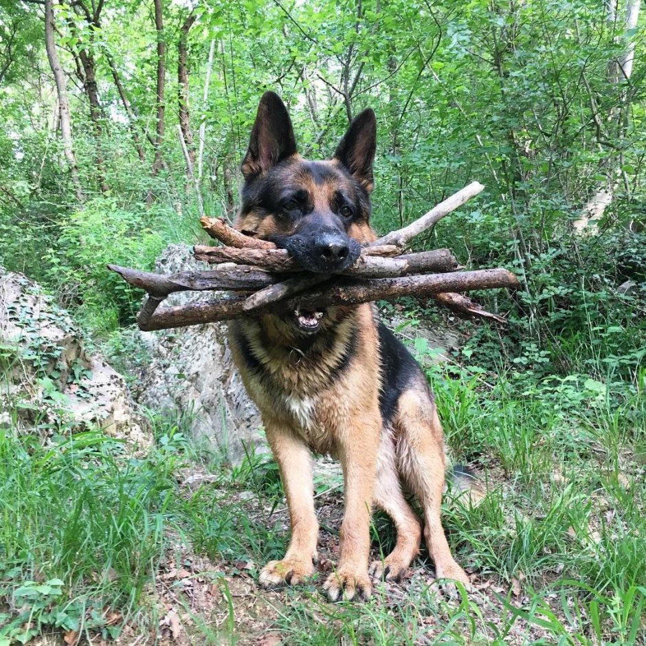 Чёрная немецкая овчарка кинолог