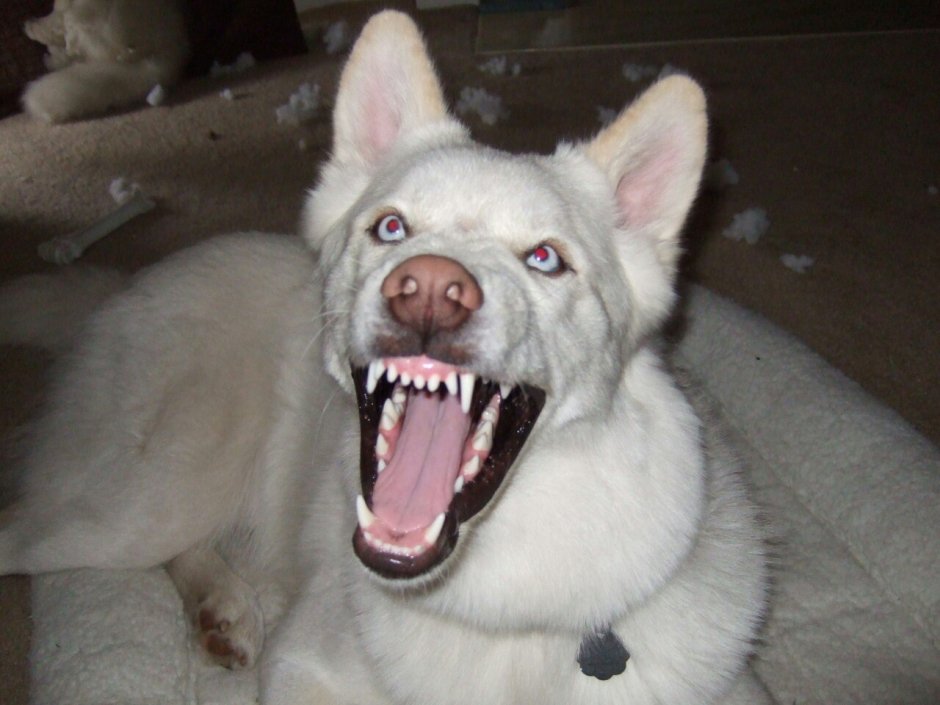 Собаки приколы с надписями