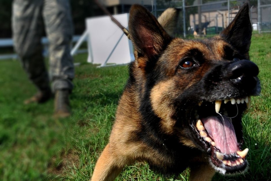 Цитаты про собак