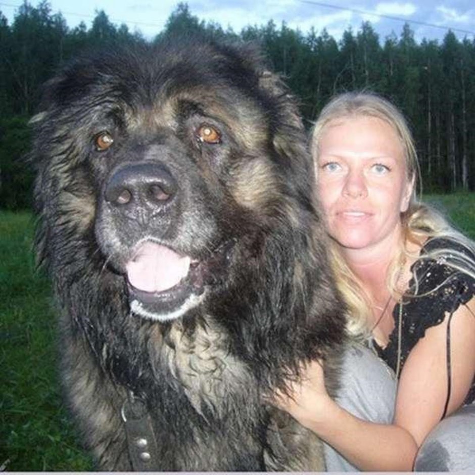 Злая собака