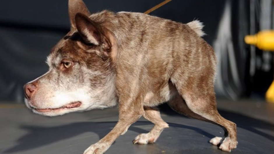 Собака с косыми глазами