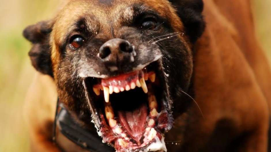 Овчарка страшная