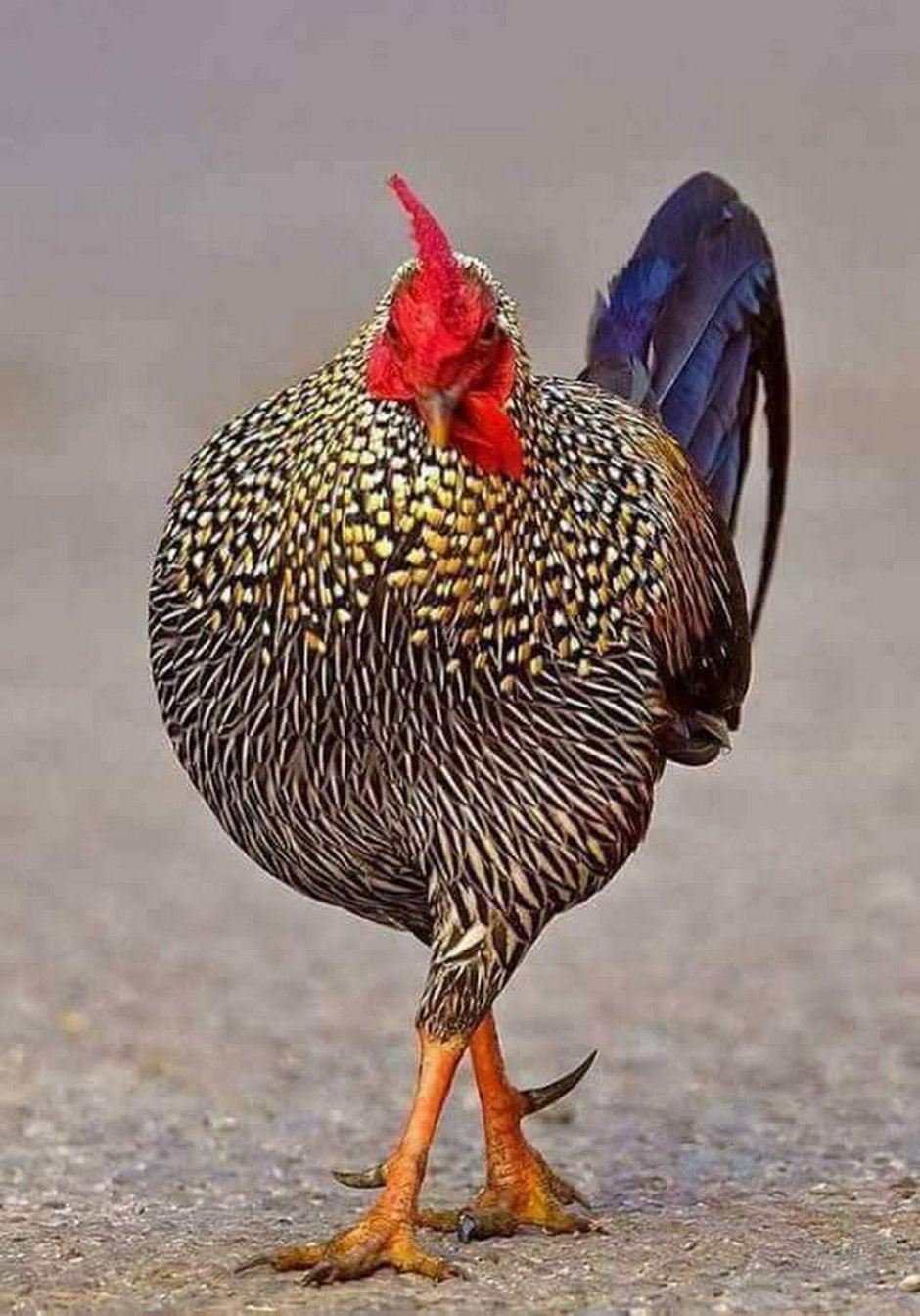 Индийские куры