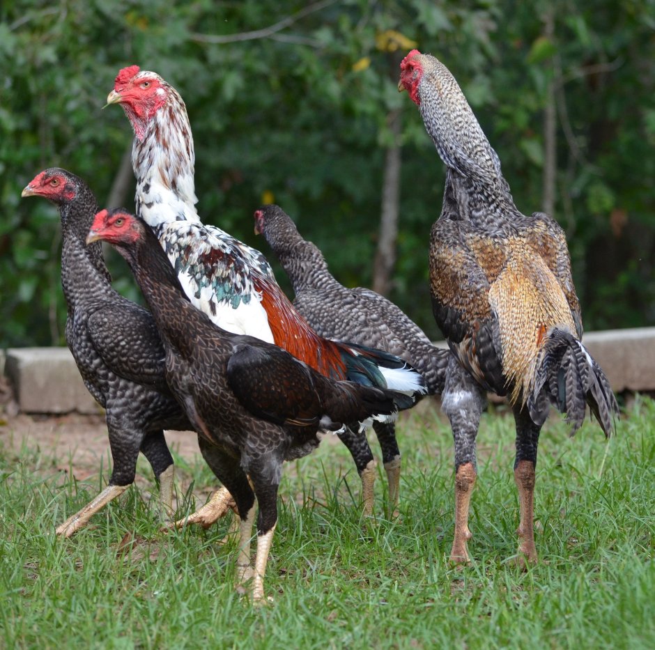 Gallus фазан