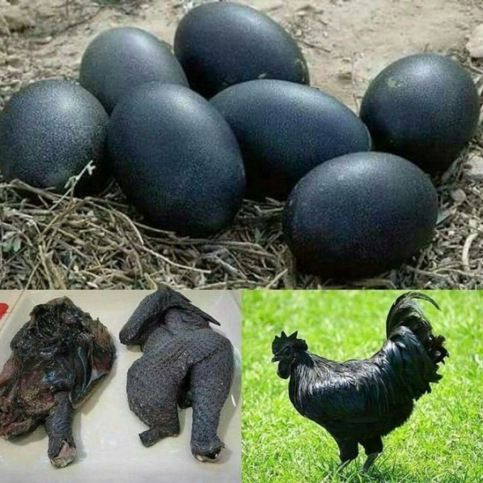 Аям Цемани яйца