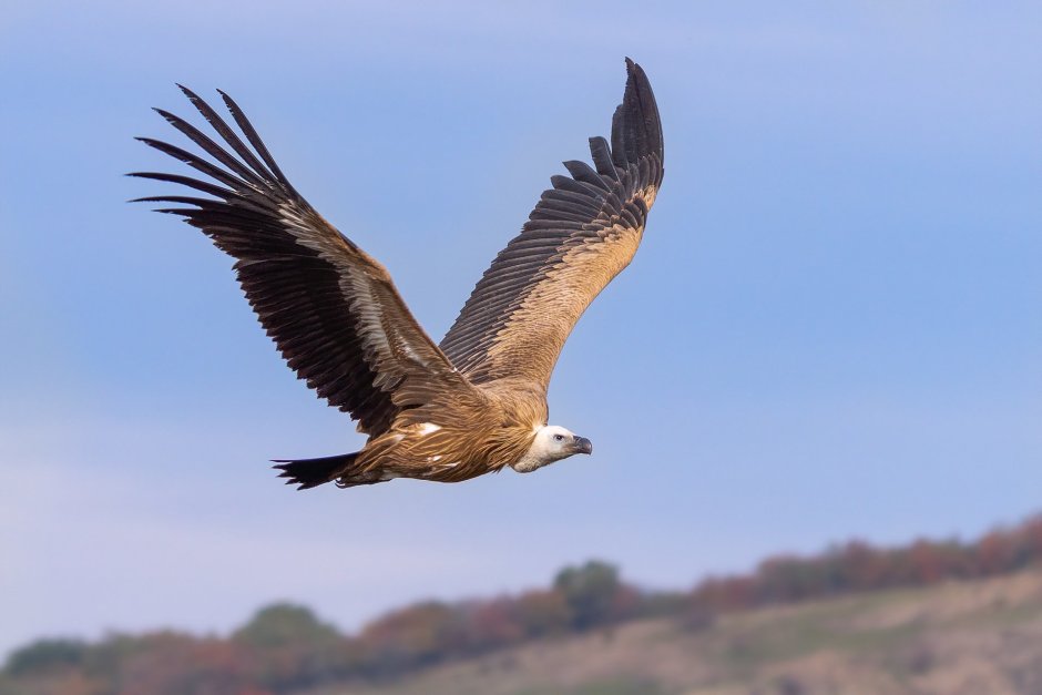 Белоголовый СИП (Gyps fulvus)