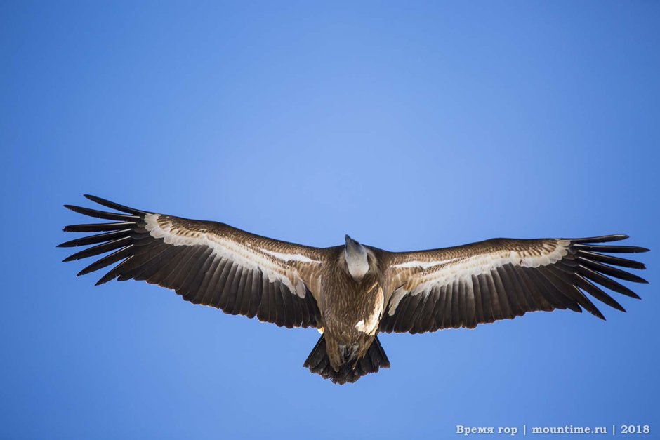 Gypaetus barbatus Бородач