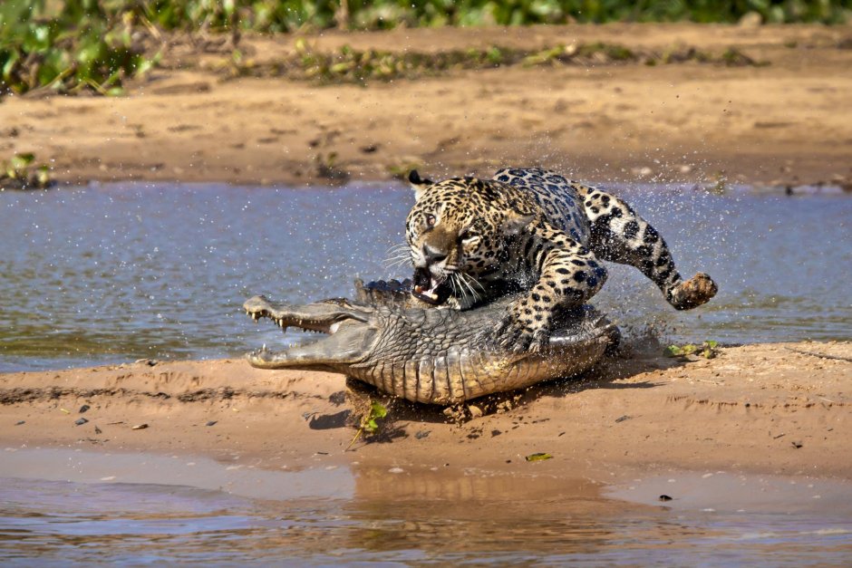 Saving Wild animals