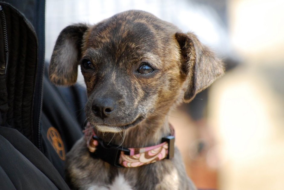 Chiweenie порода
