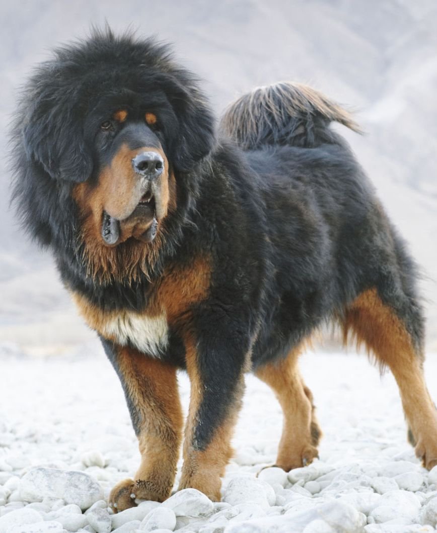 Тибетский мастиф большой