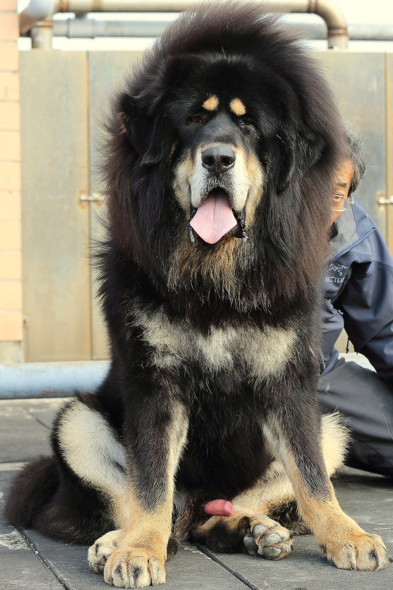 Тибетский мастиф Хонг Донг