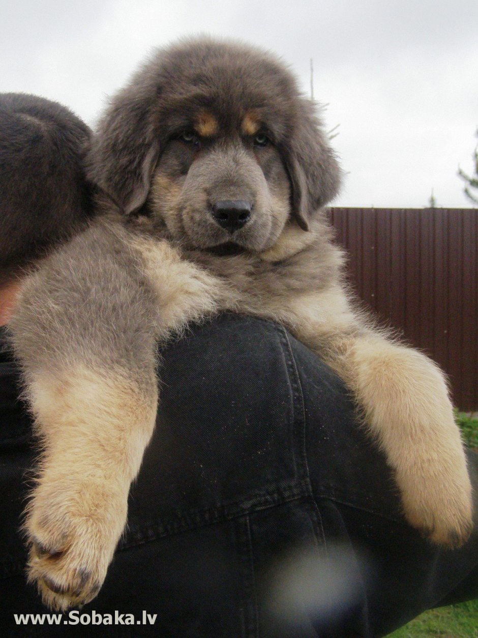 Голубой тибетский мастиф