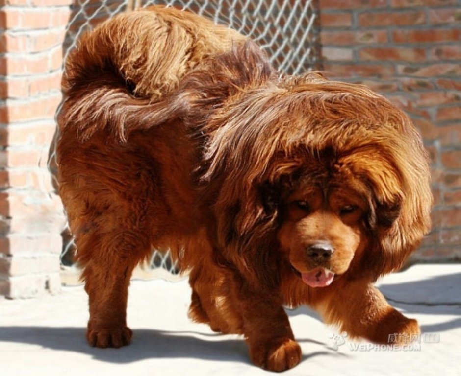 Тибетский мастиф большой